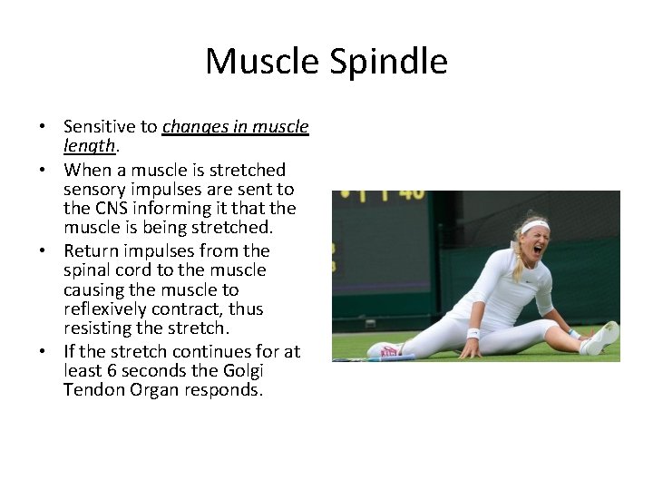 Muscle Spindle • Sensitive to changes in muscle length. • When a muscle is