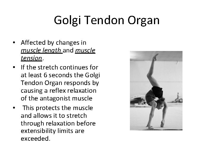 Golgi Tendon Organ • Affected by changes in muscle length and muscle tension. •