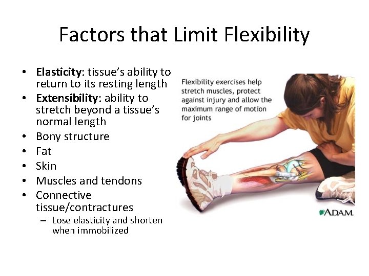 Factors that Limit Flexibility • Elasticity: tissue’s ability to return to its resting length