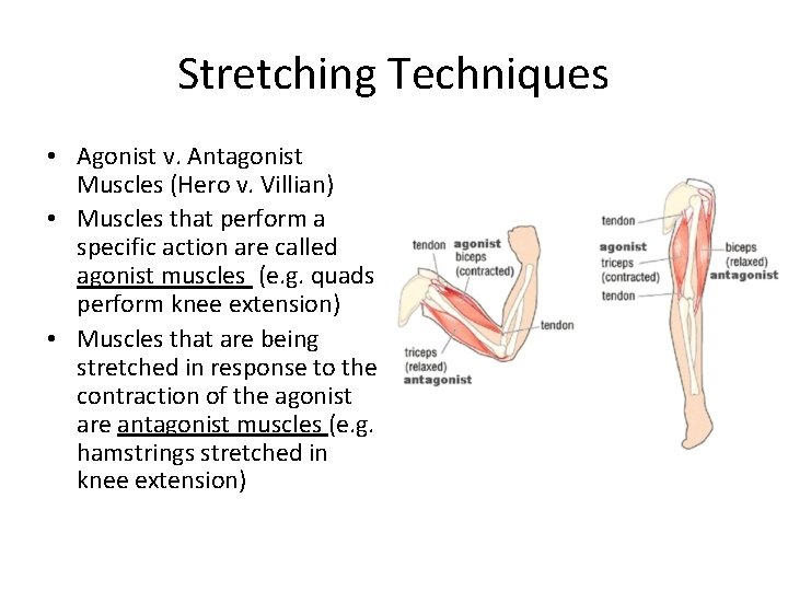 Stretching Techniques • Agonist v. Antagonist Muscles (Hero v. Villian) • Muscles that perform