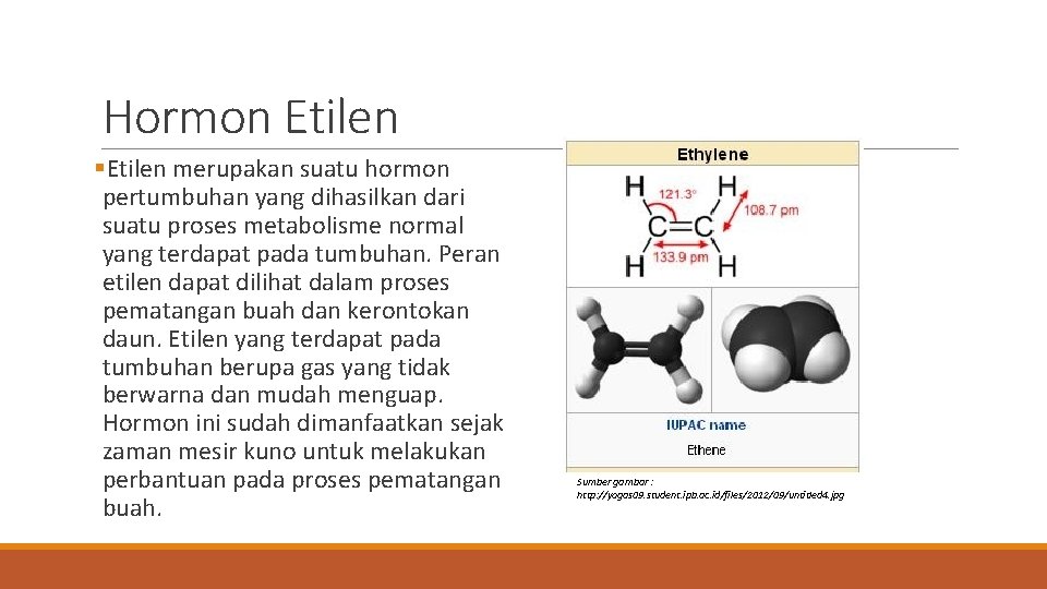 Hormon Etilen §Etilen merupakan suatu hormon pertumbuhan yang dihasilkan dari suatu proses metabolisme normal