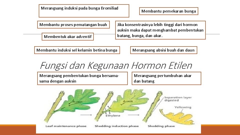 Merangsang induksi pada bunga Bromiliad Membantu proses pematangan buah Membentuk akar adventif Membantu pemekaran