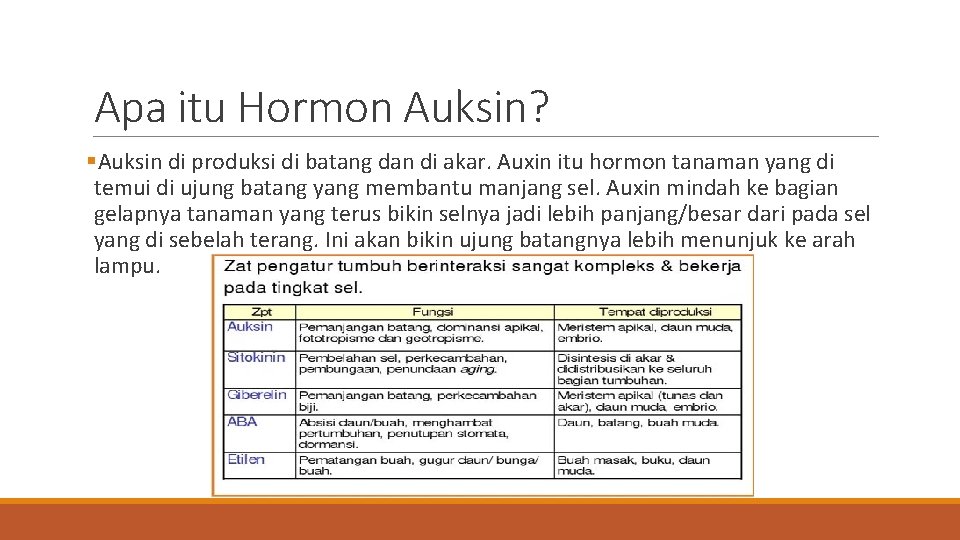 Apa itu Hormon Auksin? §Auksin di produksi di batang dan di akar. Auxin itu