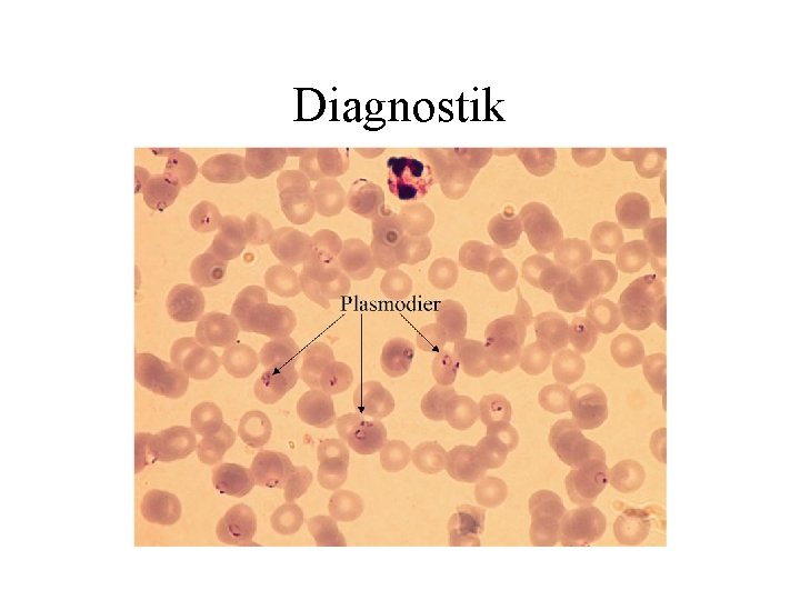 Diagnostik 