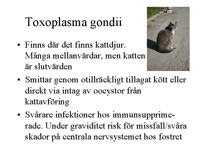 Toxoplasma gondii • Finns där det finns kattdjur. Många mellanvärdar, men katten är slutvärden