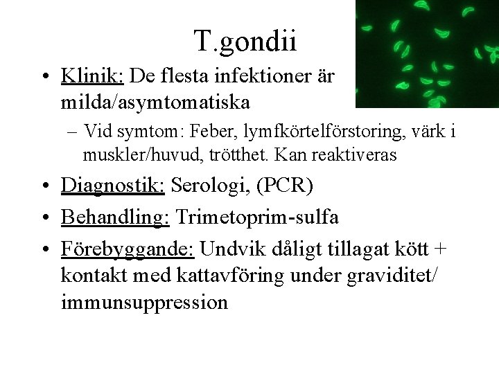 T. gondii • Klinik: De flesta infektioner är milda/asymtomatiska – Vid symtom: Feber, lymfkörtelförstoring,