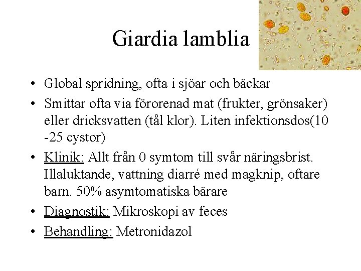 Giardia lamblia • Global spridning, ofta i sjöar och bäckar • Smittar ofta via