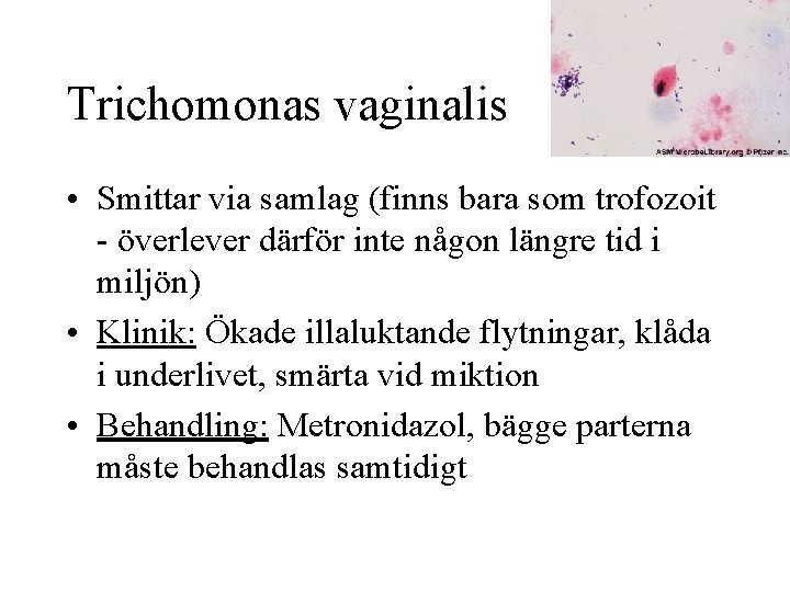 Trichomonas vaginalis • Smittar via samlag (finns bara som trofozoit - överlever därför inte