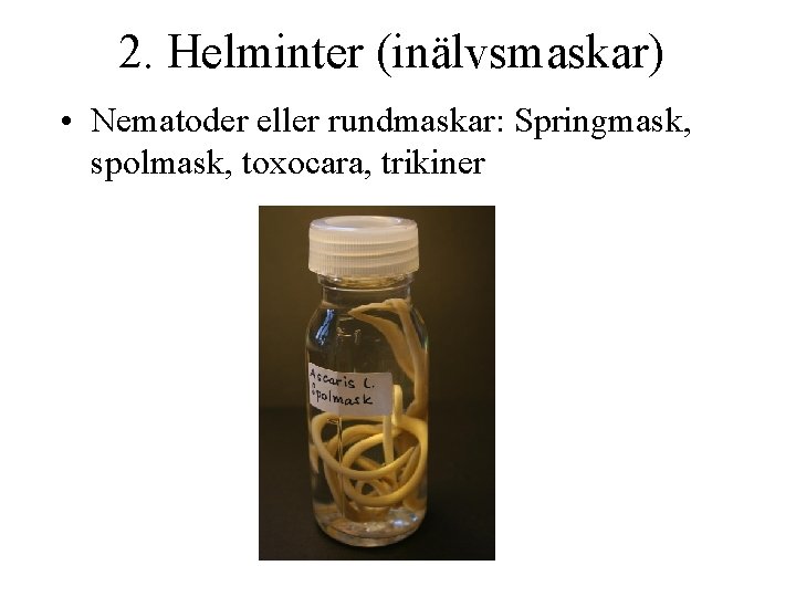 2. Helminter (inälvsmaskar) • Nematoder eller rundmaskar: Springmask, spolmask, toxocara, trikiner 