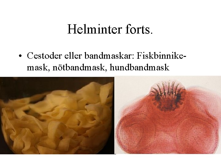 Helminter forts. • Cestoder eller bandmaskar: Fiskbinnikemask, nötbandmask, hundbandmask 