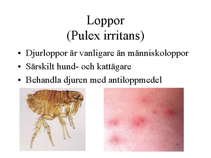 Loppor (Pulex irritans) • Djurloppor är vanligare än människoloppor • Särskilt hund- och kattägare