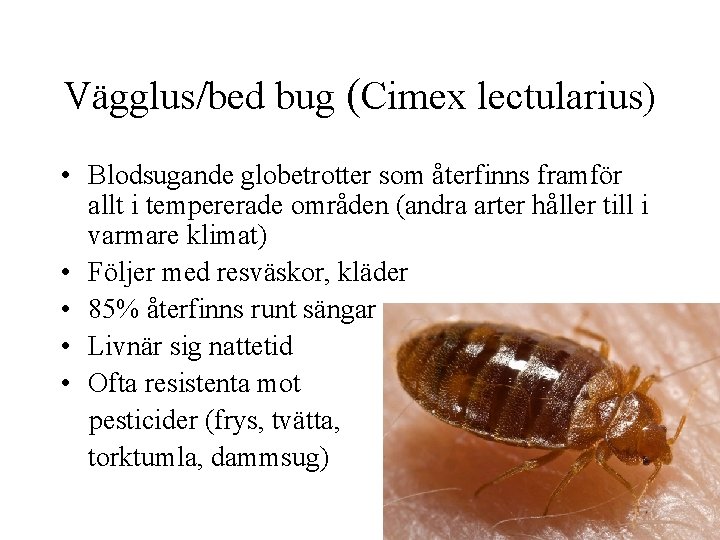 Vägglus/bed bug (Cimex lectularius) • Blodsugande globetrotter som återfinns framför allt i tempererade områden