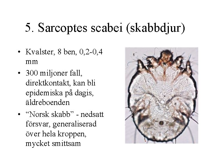 5. Sarcoptes scabei (skabbdjur) • Kvalster, 8 ben, 0, 2 -0, 4 mm •