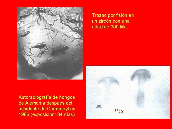Trazas por fisión en un zircón con una edad de 300 Ma. Autoradiografía de