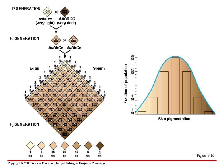P GENERATION aabbcc AABBCC (very light) (very dark) F 1 GENERATION Eggs Sperm Fraction