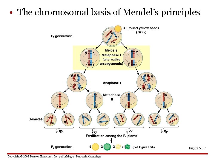  • The chromosomal basis of Mendel’s principles Figure 9. 17 Copyright © 2003