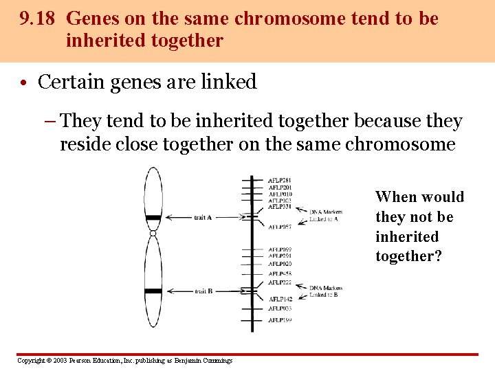 9. 18 Genes on the same chromosome tend to be inherited together • Certain