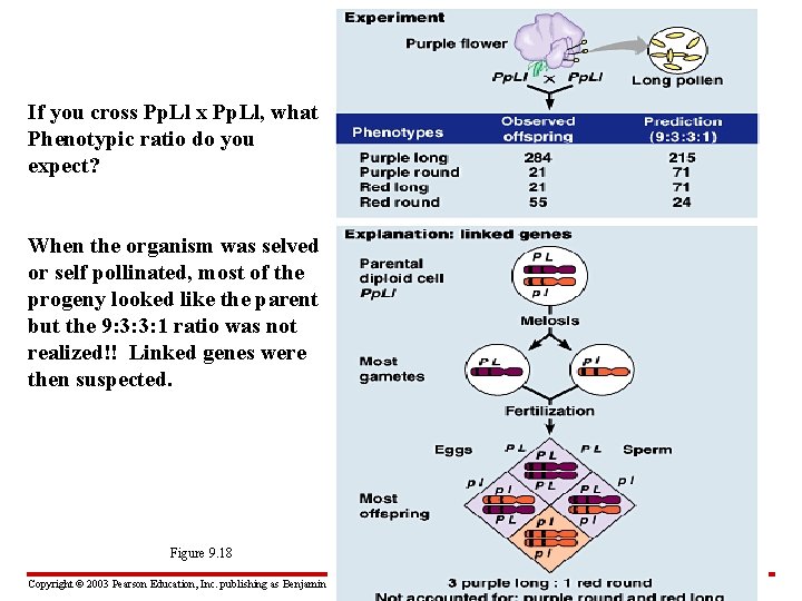 If you cross Pp. Ll x Pp. Ll, what Phenotypic ratio do you expect?