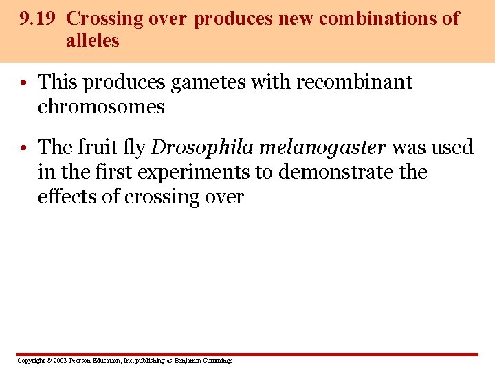 9. 19 Crossing over produces new combinations of alleles • This produces gametes with