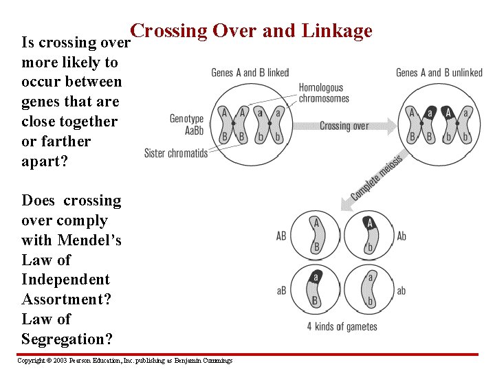 Crossing Over and Linkage Is crossing over more likely to occur between genes that