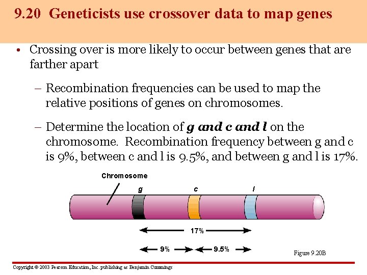9. 20 Geneticists use crossover data to map genes • Crossing over is more