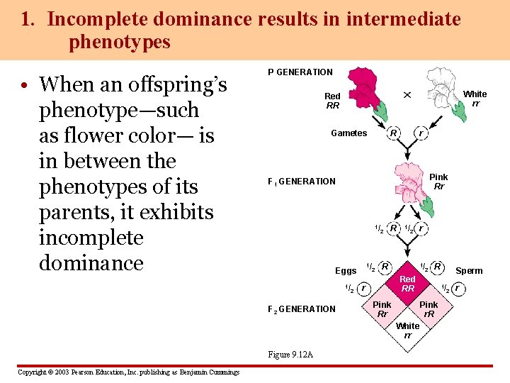 1. Incomplete dominance results in intermediate phenotypes • When an offspring’s phenotype—such as flower