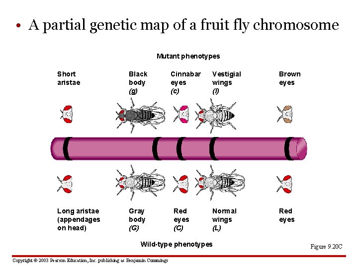  • A partial genetic map of a fruit fly chromosome Mutant phenotypes Short