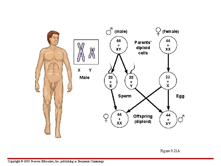 (male) (female) Parents’ diploid cells X Y Male Sperm Egg Offspring (diploid) Figure 9.