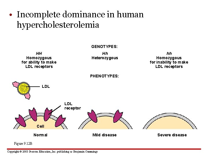  • Incomplete dominance in human hypercholesterolemia GENOTYPES: HH Homozygous for ability to make