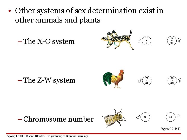 • Other systems of sex determination exist in other animals and plants –
