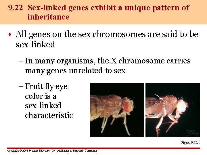 9. 22 Sex-linked genes exhibit a unique pattern of inheritance • All genes on