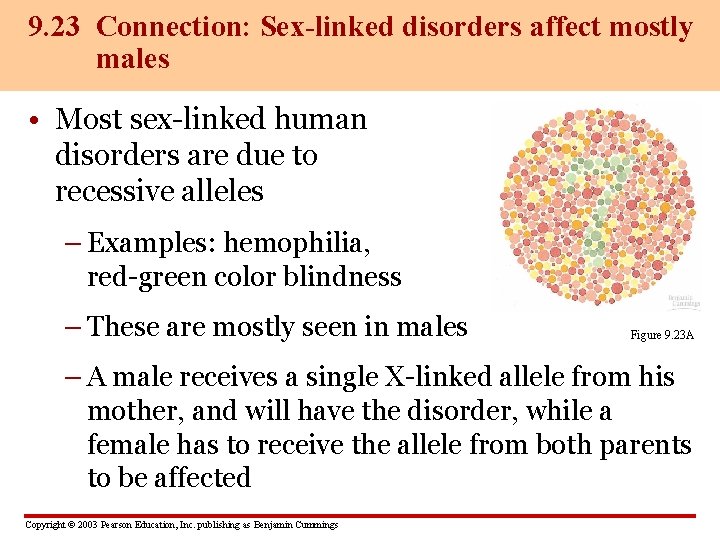 9. 23 Connection: Sex-linked disorders affect mostly males • Most sex-linked human disorders are