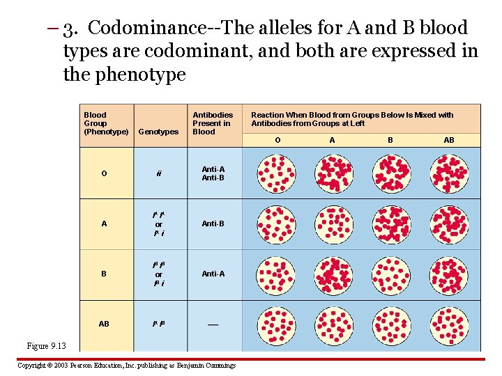 – 3. Codominance--The alleles for A and B blood types are codominant, and both