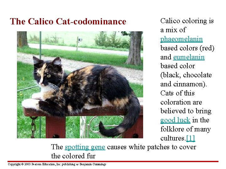 The Calico Cat-codominance Calico coloring is a mix of phaeomelanin based colors (red) and