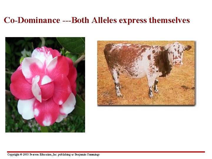 Co-Dominance ---Both Alleles express themselves Copyright © 2003 Pearson Education, Inc. publishing as Benjamin