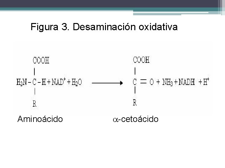 Figura 3. Desaminación oxidativa Aminoácido -cetoácido 