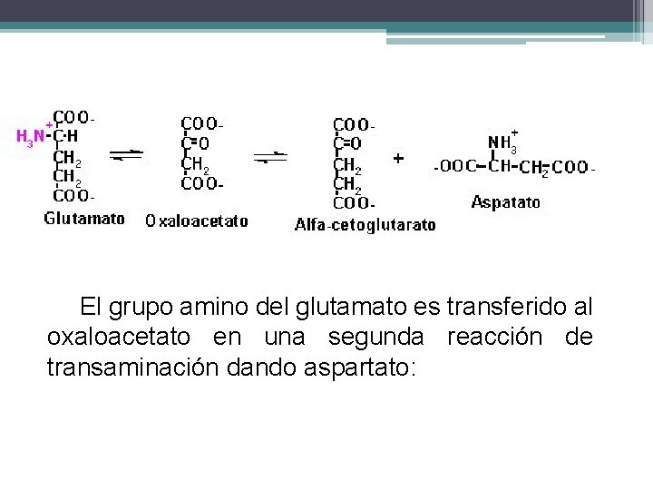 El grupo amino del glutamato es transferido al oxaloacetato en una segunda reacción de