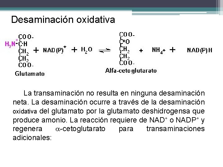 Desaminación oxidativa La transaminación no resulta en ninguna desaminación neta. La desaminación ocurre a