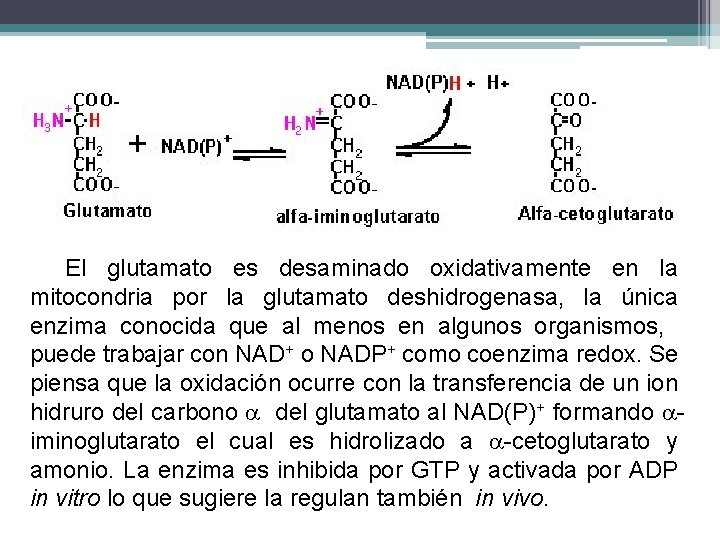 El glutamato es desaminado oxidativamente en la mitocondria por la glutamato deshidrogenasa, la única