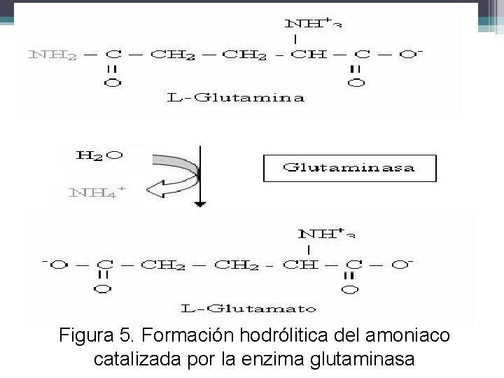 Figura 5. Formación hodrólitica del amoniaco catalizada por la enzima glutaminasa 