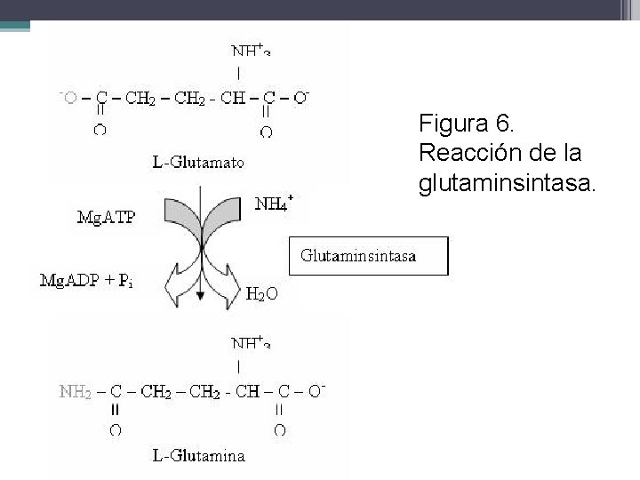 Figura 6. Reacción de la glutaminsintasa. 