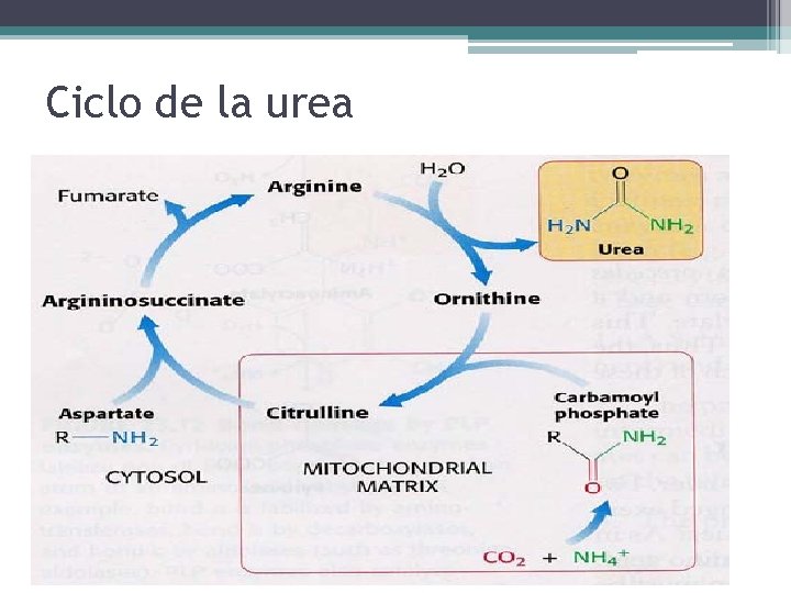 Ciclo de la urea 