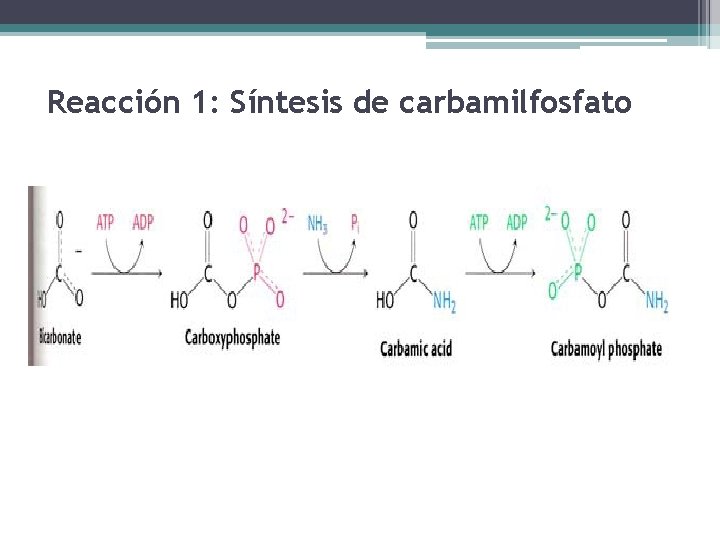 Reacción 1: Síntesis de carbamilfosfato 