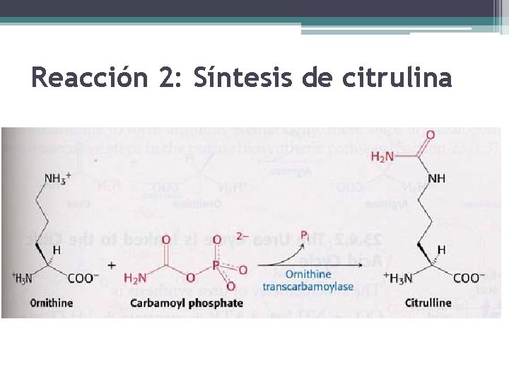 Reacción 2: Síntesis de citrulina 