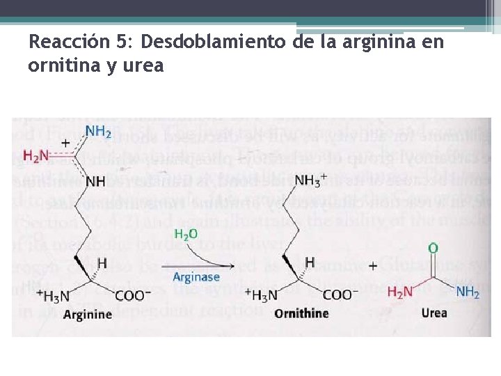 Reacción 5: Desdoblamiento de la arginina en ornitina y urea 