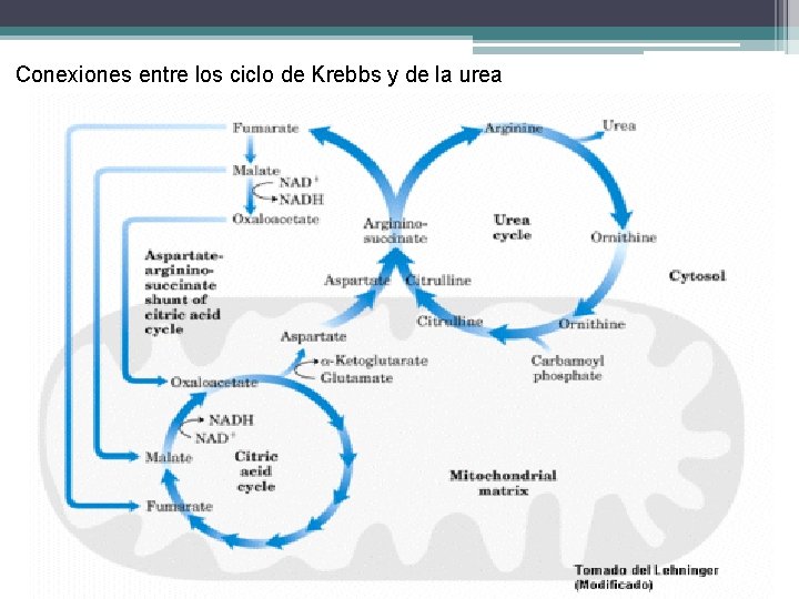 Conexiones entre los ciclo de Krebbs y de la urea 