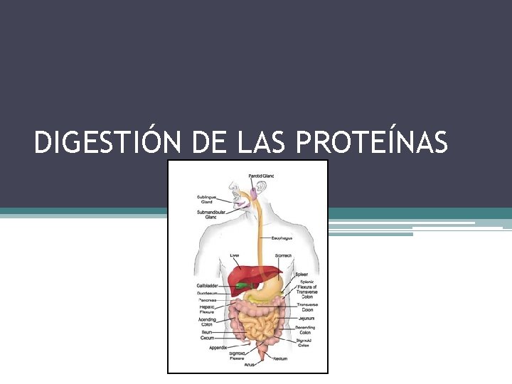 DIGESTIÓN DE LAS PROTEÍNAS 