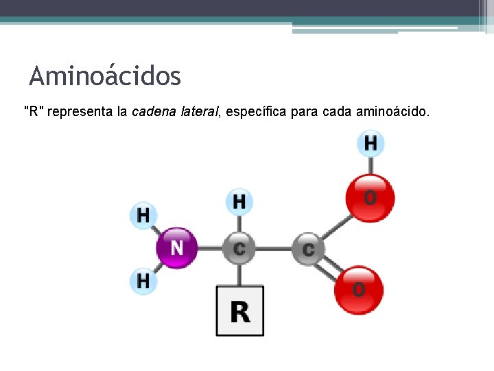 Aminoácidos "R" representa la cadena lateral, específica para cada aminoácido. 