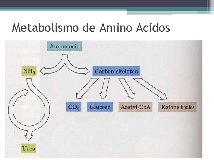 Metabolismo de Amino Acidos 