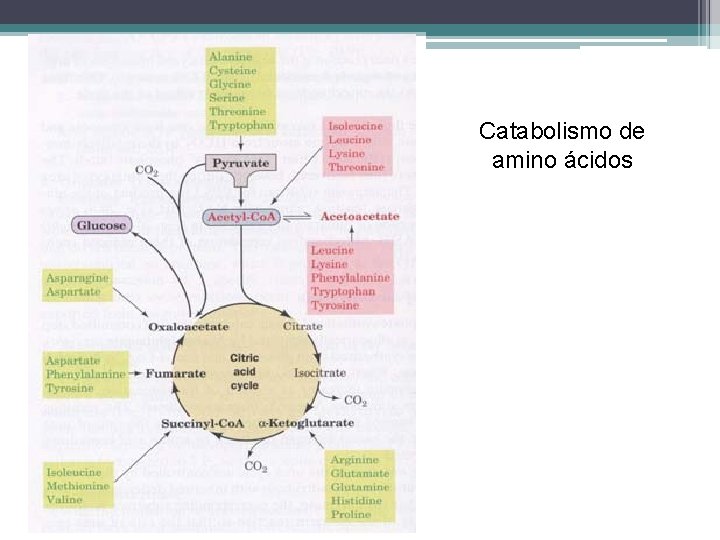 Catabolismo de amino ácidos 